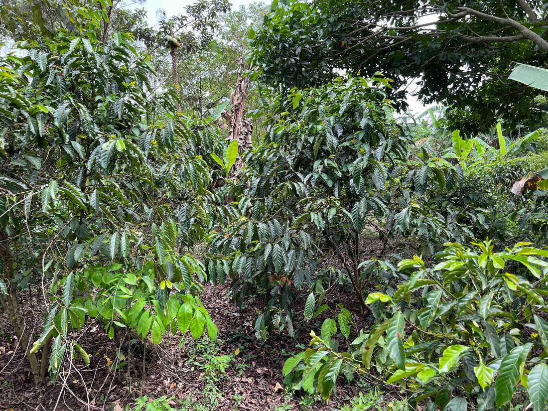 Our Chief Coffee Farmer