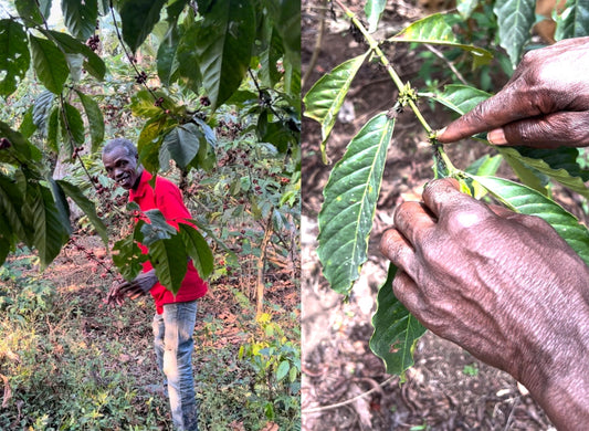 Itadi Coffee and the Spirit of Togo: A Journey Through West African Coffee Culture