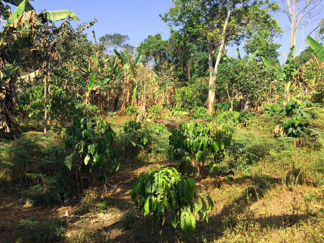 Unveiling the Unique Terroir of Togo: What Makes Itadi Coffee Special