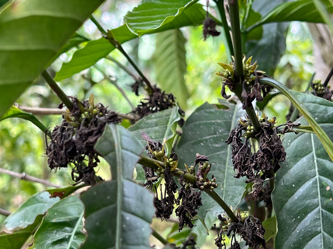 Part of the Coffee Cycle – ITADI Coffee