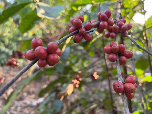 Robusta's Renaissance: Why Specialty Robusta is the New Star of the Coffee World