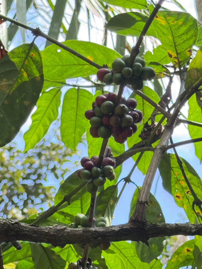 The Role of Shade-Grown Coffee in Biodiversity and Sustainability