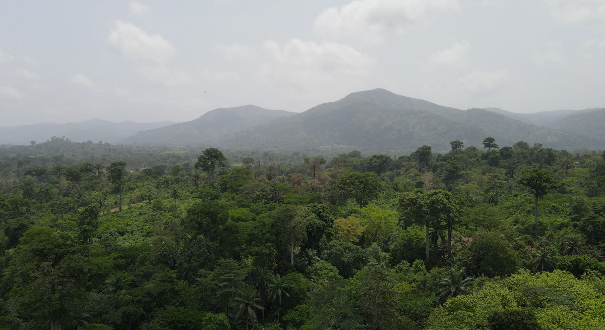 The Future of Coffee is Regenerative: How Itadi Coffee is Leading the Way in Sustainable Farming