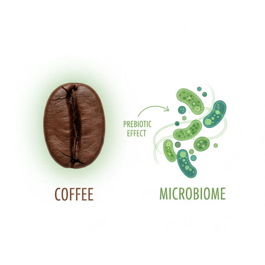 Coffee and Gut Health: The Prebiotic Power of Robusta